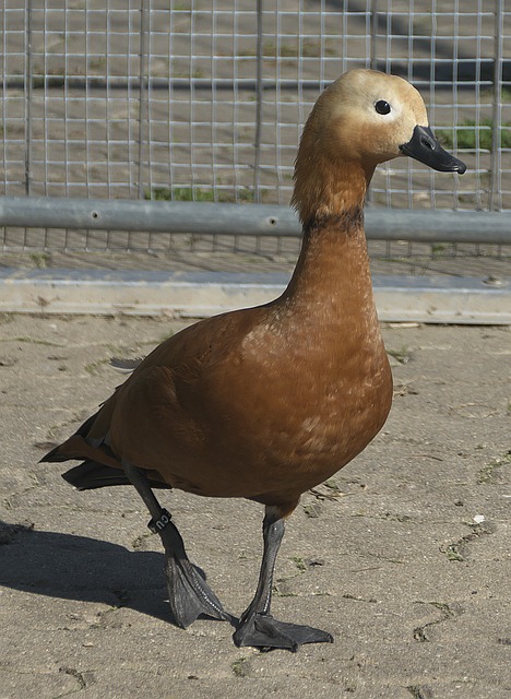 大量游客