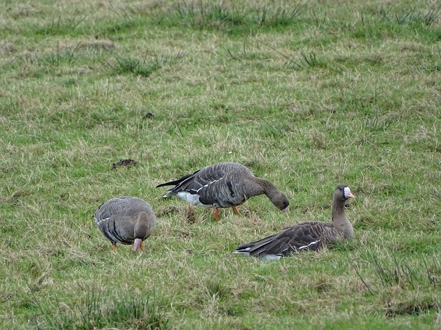 球並公佈 球並公佈